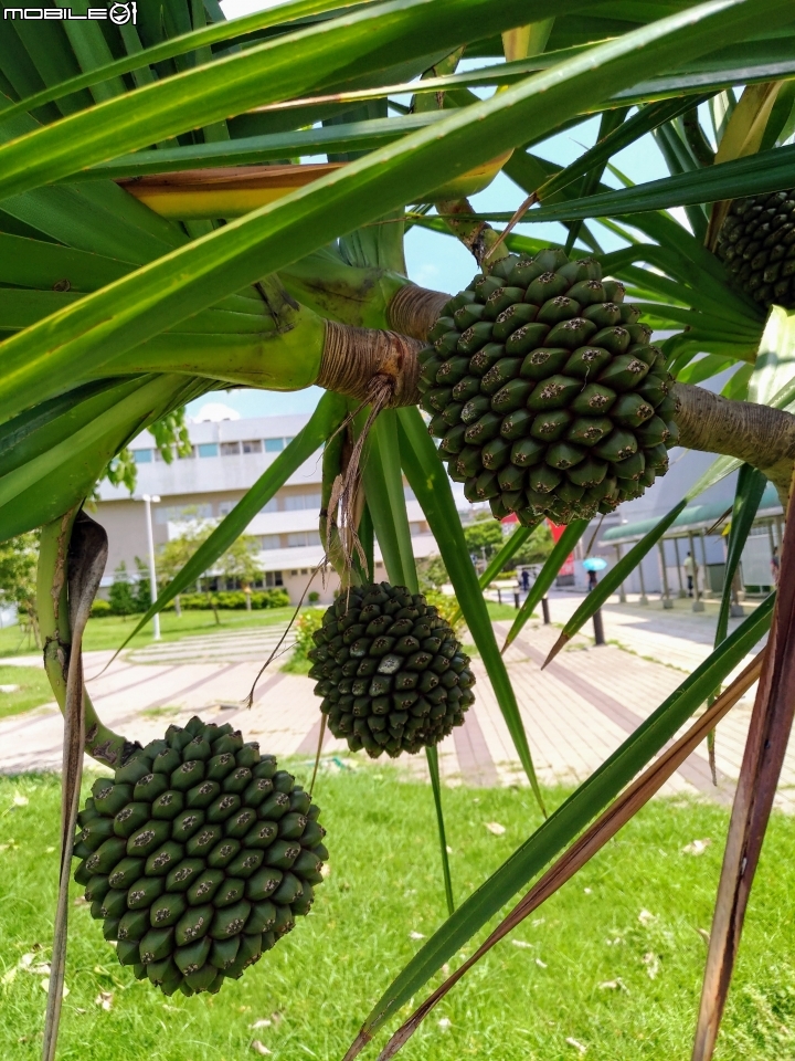 紅刺露兜樹 高雄市岡山區和平公園+文化中心 8月5號