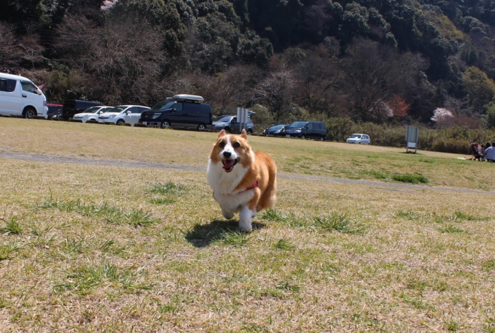【日本，8200公里的流浪】06 # 愛知·犬山祭