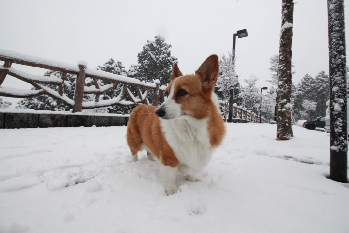 【日本，8200公里的流浪】02 # 箱根之雪