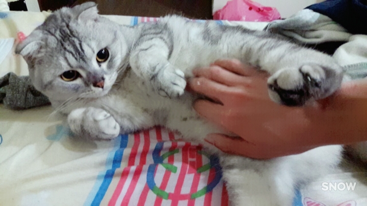 這是甚麼品種呀想養