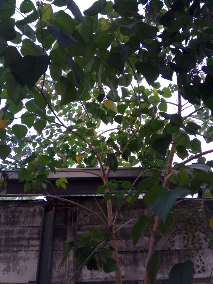 求教各位先進樹種