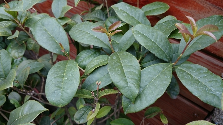 這桂花是生了什麼病呢