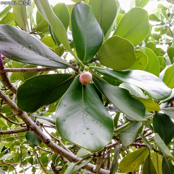 書帶木 台南市中西區南門公園 8月1號