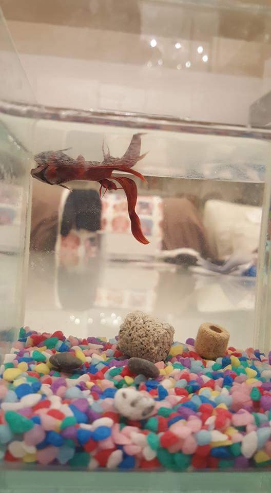請問鬥魚一直漂浮在水上側躺是怎麽回事？