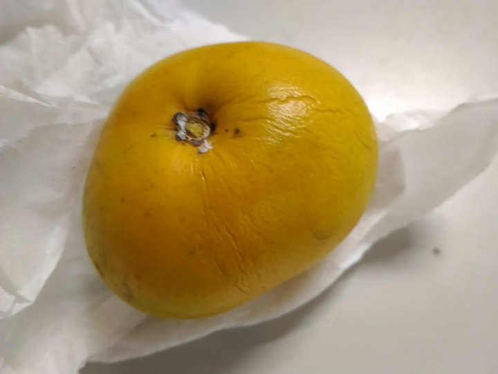 請問這金黃色的果實與植物名稱?