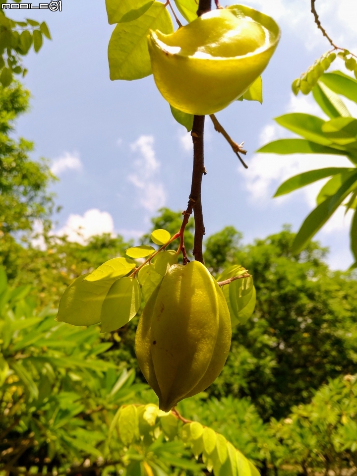 雀榕+蜘蛛蘭+楊桃 台南市東區東興公園 8月6號