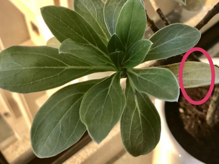 白水木枯黃