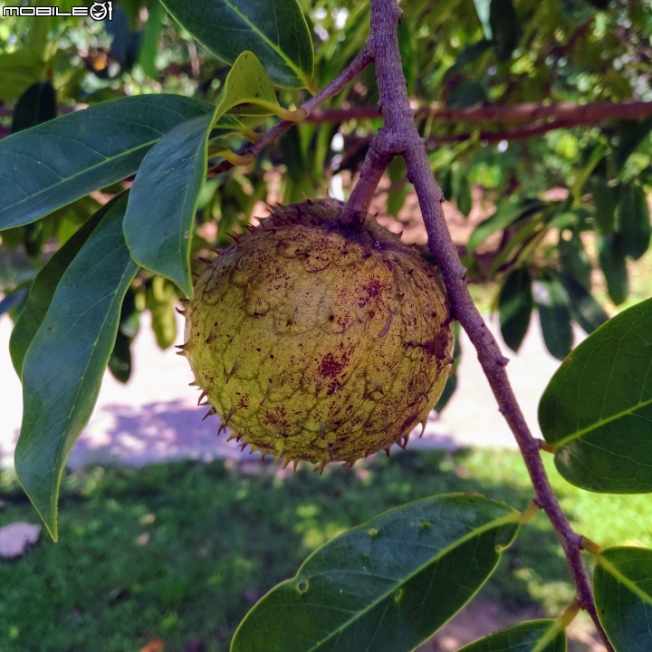 羅李亮果+稜果榕果實種子 台南市東區小東公園8月6號