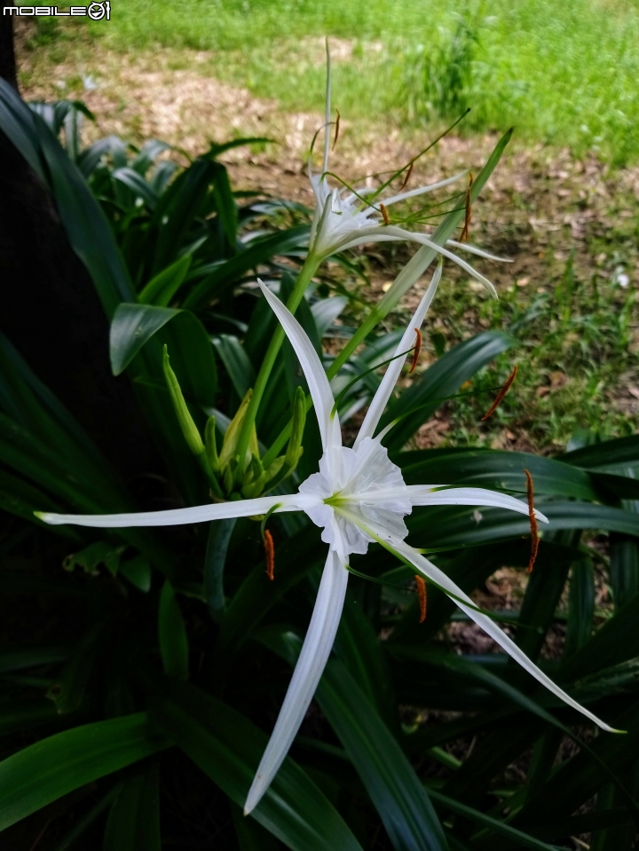 雀榕+蜘蛛蘭+楊桃 台南市東區東興公園 8月6號