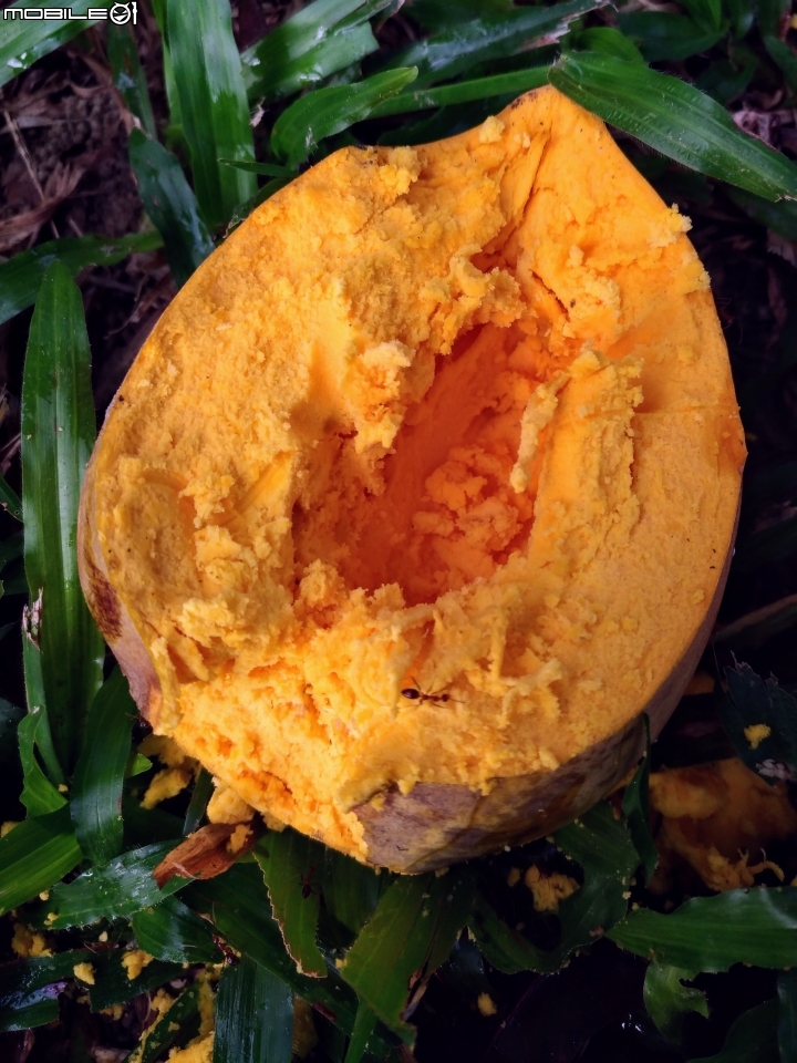 仙桃(蛋黃果) 台南市永康區永康公園 8月8號
