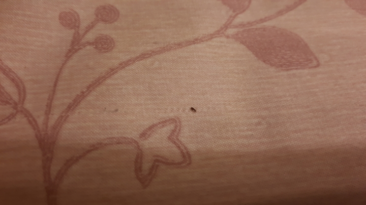 床上不知名的小黑蟲