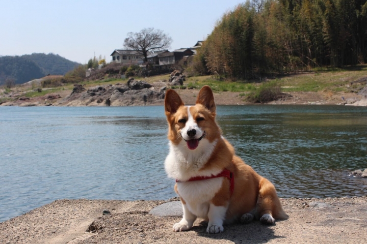 【日本，8200公里的流浪】06 # 愛知·犬山祭