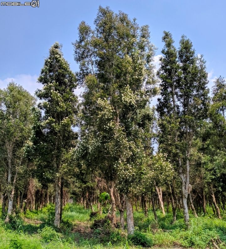 白千層 高雄市路竹區路科一路+橋頭區台一線筆秀路段 8月19號