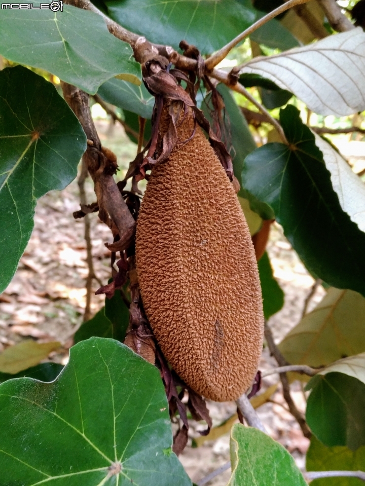 槭葉翅子木果實 高雄市都會公園 8月19號