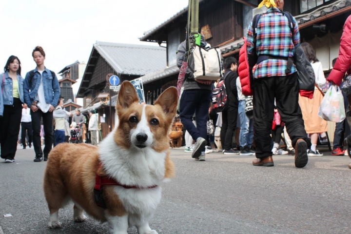 【日本，8200公里的流浪】06 # 愛知·犬山祭