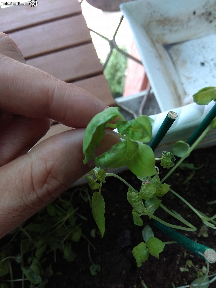 香草植物種植請益