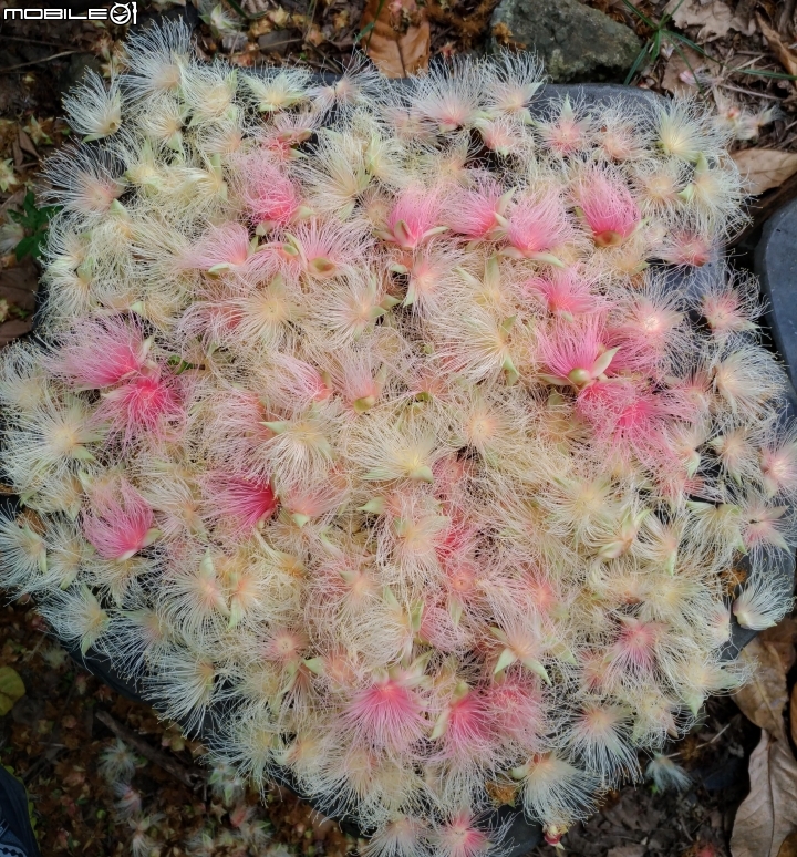 穗花棋盤腳 台南市關廟區大潭埤旺萊公園8月9號