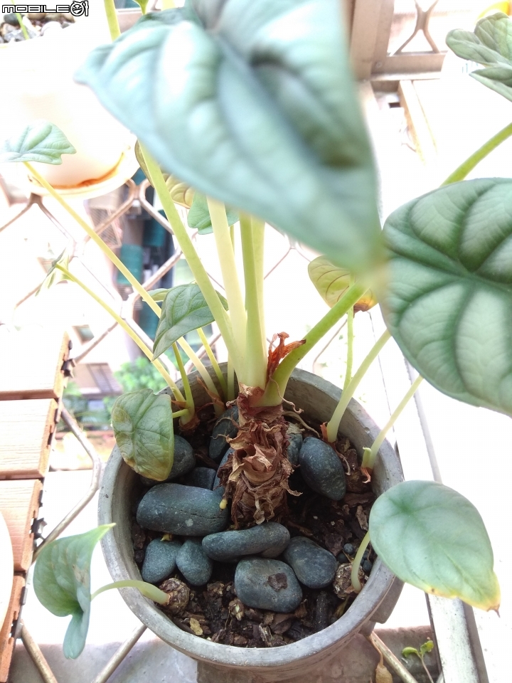 植物分盆問題