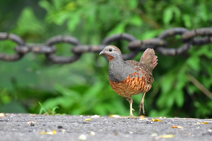 就等Nikon D850了，先以D5600+200~500mm去打鳥，單眼拍鳥第一次。