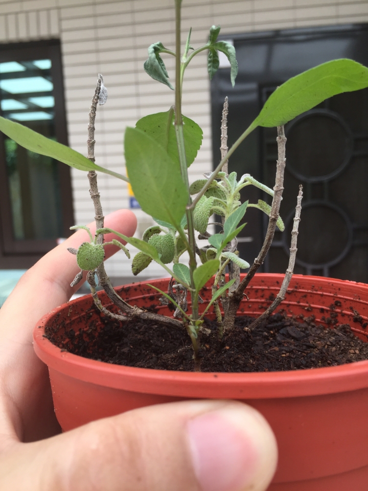 盆栽長出別的植物