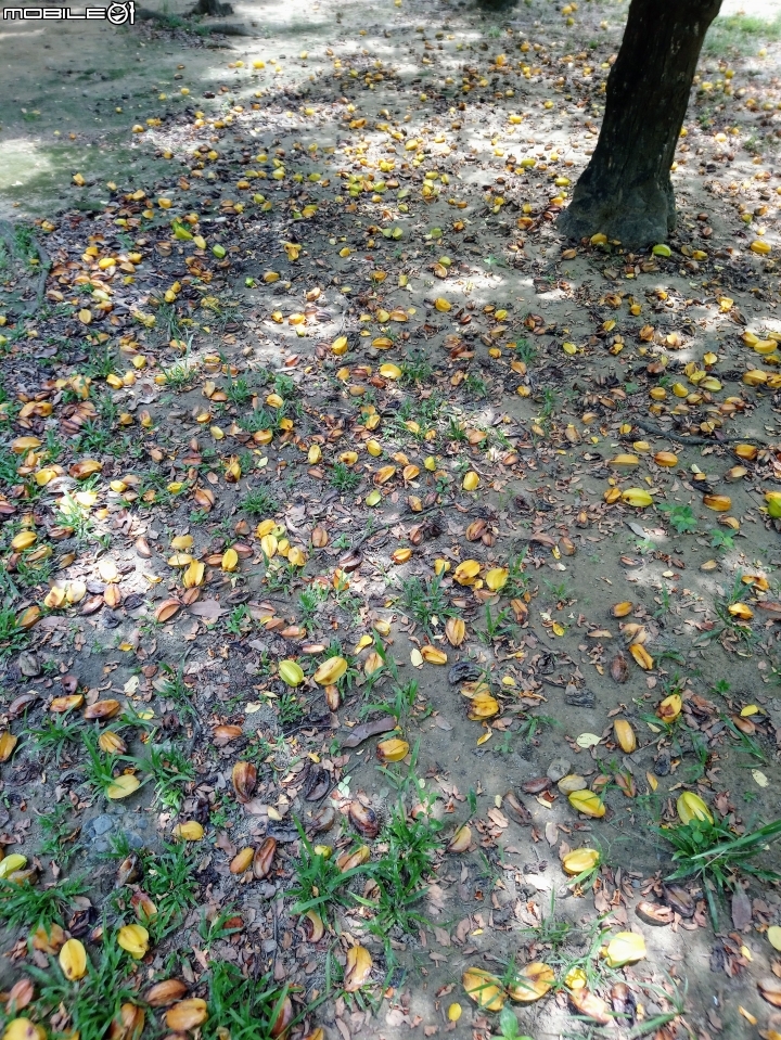 雀榕+蜘蛛蘭+楊桃 台南市東區東興公園 8月6號