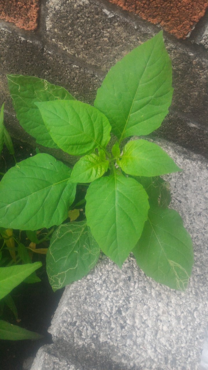 請問照片的植物是神某，或只是雜草