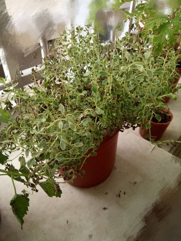 求救 香草類植物感覺快不行了...