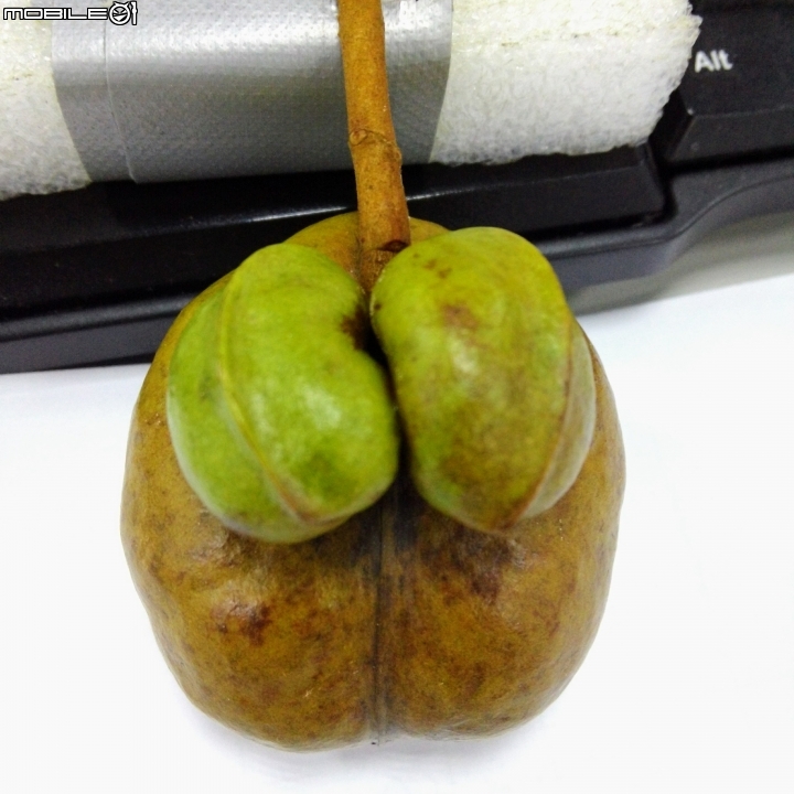 銀葉樹果實 台南市東區巴克禮紀念公園8月3號