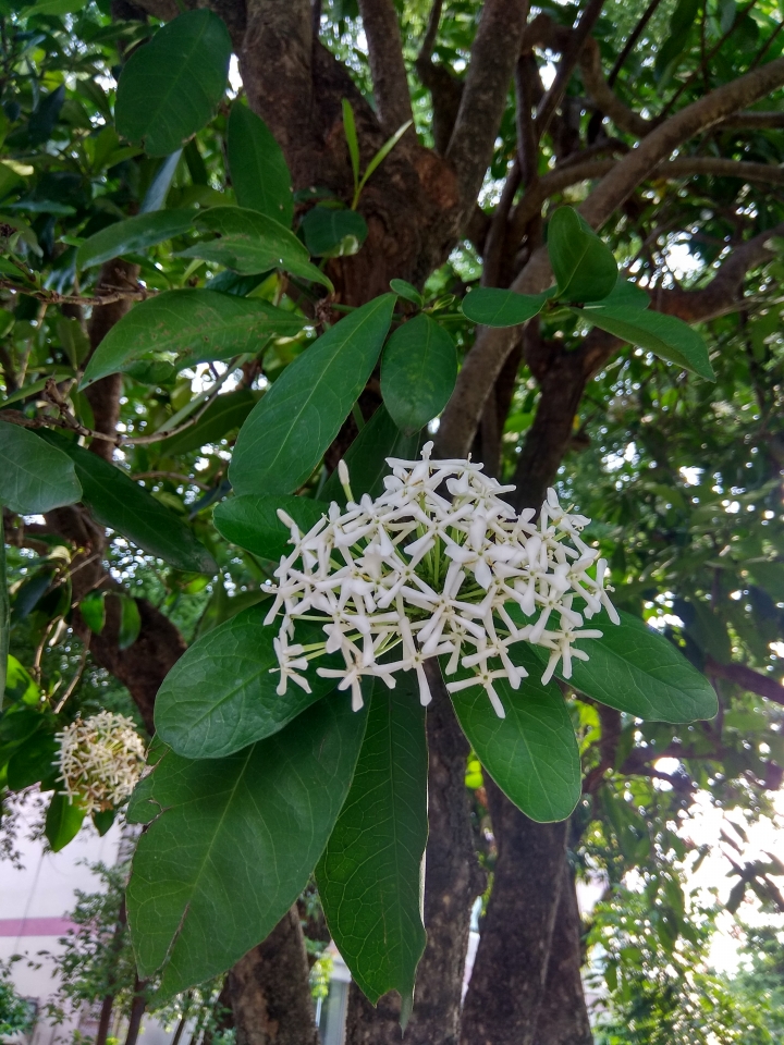 請問這是什麼樹木