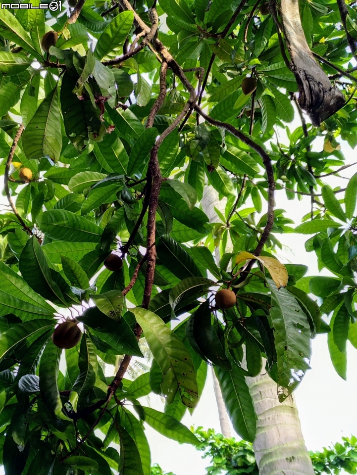 仙桃(蛋黃果) 台南市永康區永康公園 8月8號