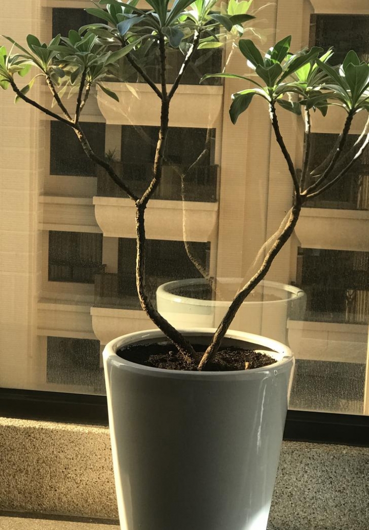 白水木枯黃