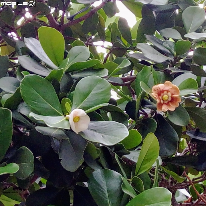 書帶木 台南市中西區南門公園 8月1號