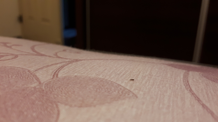 床上不知名的小黑蟲