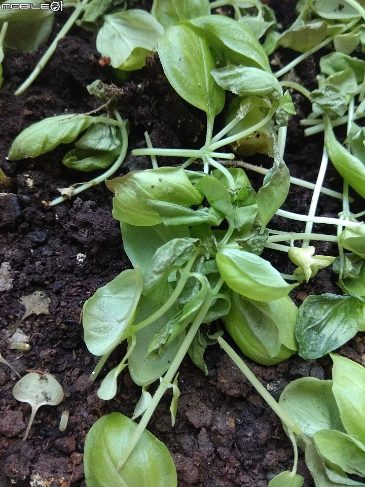 香草植物種植請益