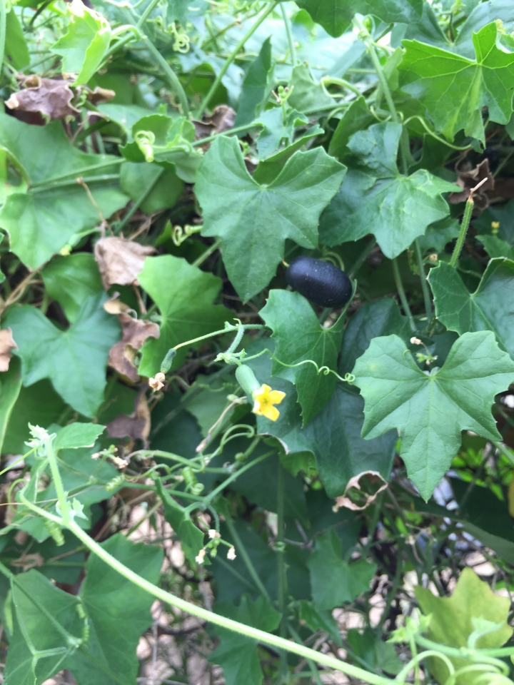 請問各位先進，這是什麼植物?