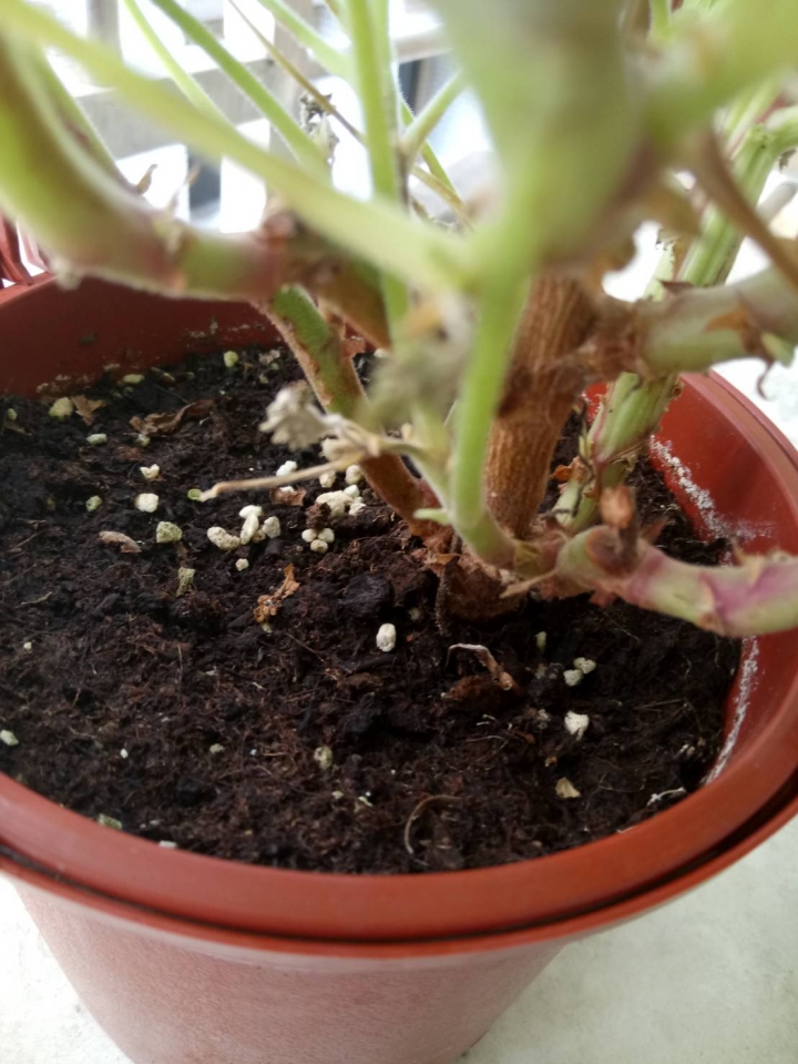 求救 香草類植物感覺快不行了...
