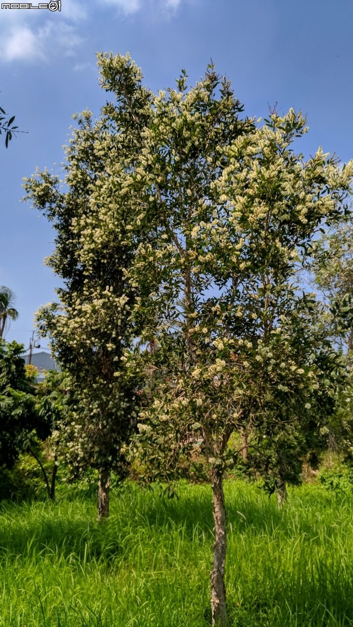 白千層 高雄市路竹區路科一路+橋頭區台一線筆秀路段 8月19號