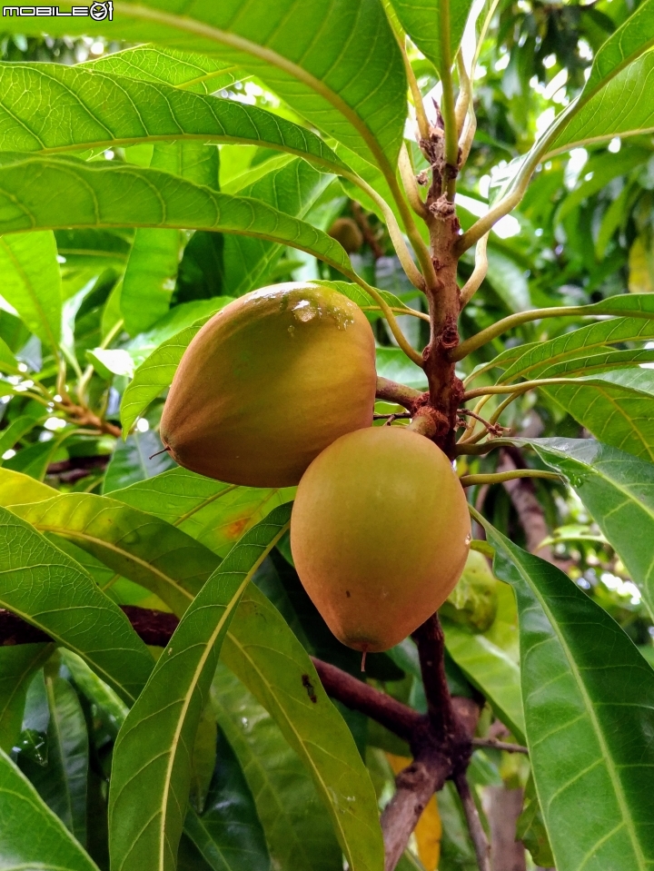 仙桃(蛋黃果) 台南市永康區永康公園 8月8號