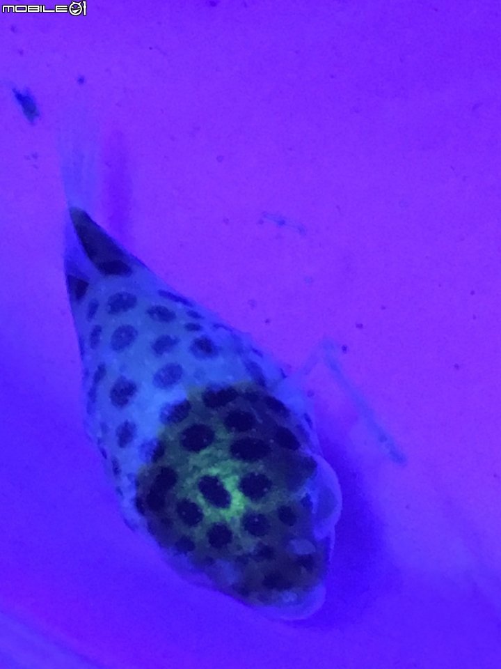 金娃娃生病變白 求高手解答