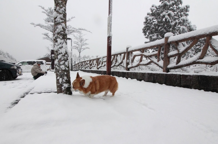 【日本，8200公里的流浪】02 # 箱根之雪