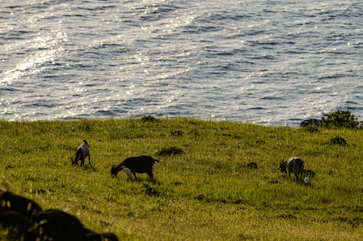 [遊記] 蘭嶼四天三夜 (東清灣 青青草原 祈禱山 拼板舟 日出日落.......)