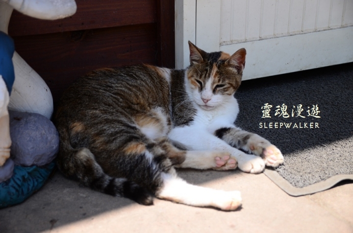 ［南投清境。住宿］峰情民宿－陽台極佳景觀、高CP值、公車遊清境｜搭公車遊南投 Day1