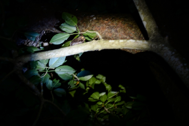 [遊記] 蘭嶼四天三夜 (東清灣 青青草原 祈禱山 拼板舟 日出日落.......)