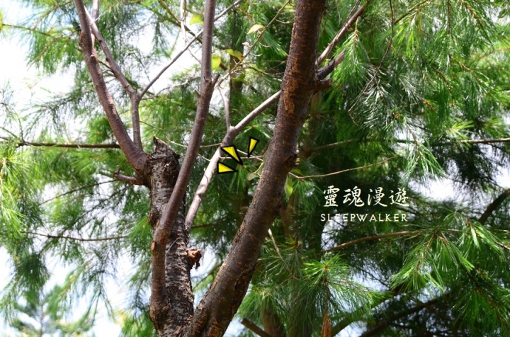 ［南投清境。住宿］峰情民宿－陽台極佳景觀、高CP值、公車遊清境｜搭公車遊南投 Day1
