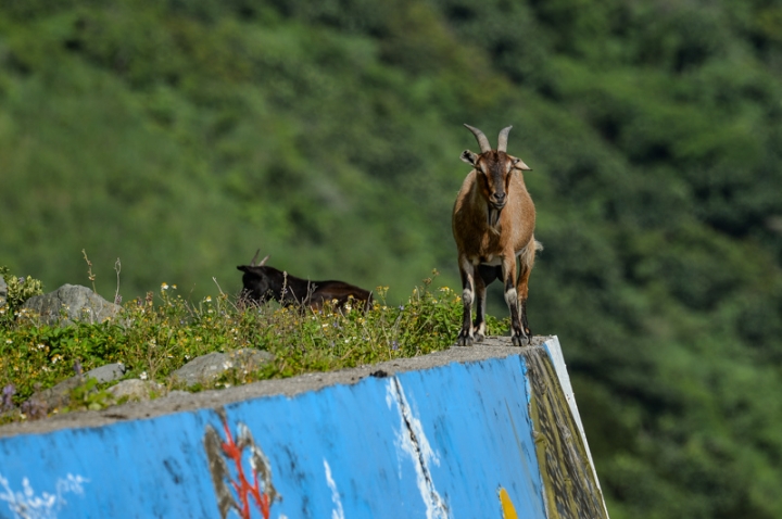 [遊記] 蘭嶼四天三夜 (東清灣 青青草原 祈禱山 拼板舟 日出日落.......)
