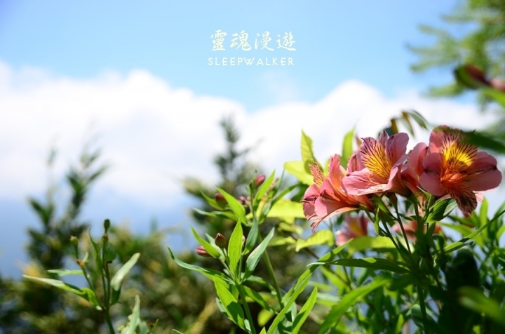 ［南投清境。住宿］峰情民宿－陽台極佳景觀、高CP值、公車遊清境｜搭公車遊南投 Day1