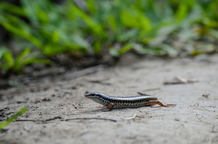 [遊記] 蘭嶼四天三夜 (東清灣 青青草原 祈禱山 拼板舟 日出日落.......)