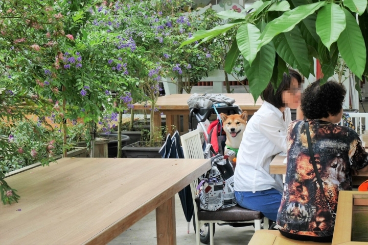 【宜蘭員山 | 餐廳】美麗溫室花園裡的自助美饌❀香草菲菲
