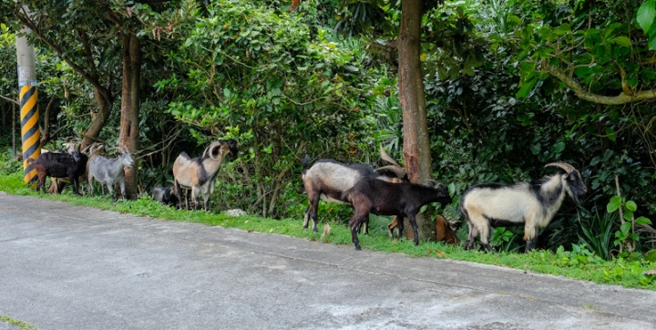 [遊記] 蘭嶼四天三夜 (東清灣 青青草原 祈禱山 拼板舟 日出日落.......)