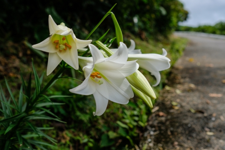 [遊記] 蘭嶼四天三夜 (東清灣 青青草原 祈禱山 拼板舟 日出日落.......)